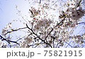 櫻花裹著光 75821915