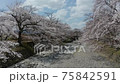 櫻花無人機航拍高品質的京都航拍素材廣告春天日本京都晴 75842591