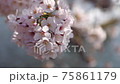 Sakura at Inokashira Park 75861179