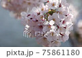 Sakura 75861180