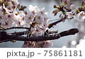 cherry blossom, cherry tree, fake buyer 75861181