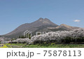 大分県湯布院　満開の桜と由布岳1 75878113