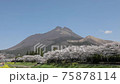 大分県湯布院　満開の桜と由布岳＃2 75878114