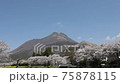大分県湯布院　満開の桜と由布岳＃3 75878115
