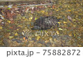 噴水の水場で泳ぐミドリガメ（アカミミガメ） 75882872