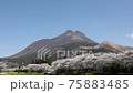 大分県湯布院　満開の桜と由布岳 75883485