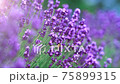 Lavender field in sunlight. 75899315