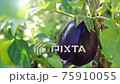 Ripe eggplant on field. Close-up. 75910055