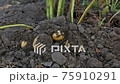 Farmer harvests potatoes in potato field. 75910291