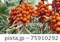 Closeup of abundant harvest of sea buckthorn berries. 75910292