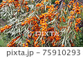 Abundant harvest of sea buckthorn berries on the plantation. 75910293