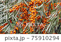 Abundant harvest of sea buckthorn berries. 75910294