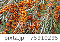 Abundant harvest of sea buckthorn berries. Closeup. 75910295