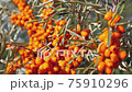 Closeup of abundant harvest of sea buckthorn berries. 75910296