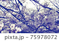 來自櫻花 75978072