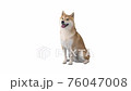 Red shiba inu sitting down on white background. 76047008