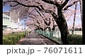 桜並木散歩動画　ジンバル撮影 76071611