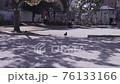 Dove walking under the shade of Sakuragi in the park 76133166
