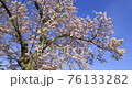 一棵古老的櫻花樹在清風中搖曳 76133282