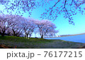 Spring, blue sky, lawn and cherry blossoms in full bloom-Sakura in full bloom on the waterside swaying in the spring breeze Spring, blue sky, lawn and cherry blossoms in full bloom-Sakura in full bloom on the waterside swaying in the spring breeze 76177215