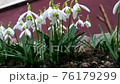 Primrose snowdrops flowers on the ground small stones sway in the wind 4k footage. Spring the first flowers appeared in the garden under the balcony.  76179299