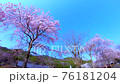 Satoyama weeping cherry tree-Beautiful young flowers bloom Satoyama weeping cherry tree-Beautiful young flowers bloom 76181204