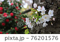 桜 76201576