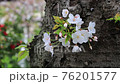 桜 76201577
