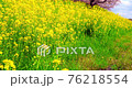 盛開的油菜花〉 盛開的油菜花〉 76218554