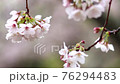雨に濡れる桜の花びら 76294483