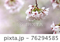 雨に濡れる桜の花びら 76294585