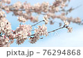風に揺れる晴天の桜の花びら 76294868