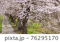 風になびく小径の桜 76295170