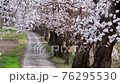 土手の小道に咲く満開の桜 76295530