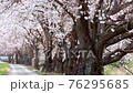 小道に咲く桜並木 76295685