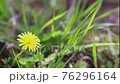 草むらに咲くタンポポ 76296164
