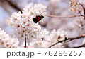 桜の花にとまる蝶 76296257
