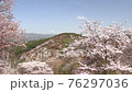 花びらが舞う満開の吉野山の桜 76297036