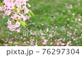 満開の桜と地面に落ちた花びら 76297304