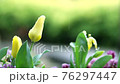 雨に濡れるチューリップのつぼみ 76297447
