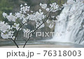 Japanese cherry blossoms and waterfalls 76318003
