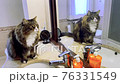 Cat on the sink in bathroom 76331549