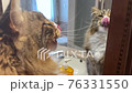 Cat licking its nose in the mirror 76331550