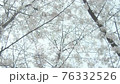 Cherry blossoms looking up from below 76332526