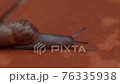 Close up of a Decollate Snail on a garden pathway. They can be used as natural pest control for brown garden snails 76335938