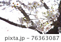 Cherry blossoms swaying in the sunlight through the trees 76363087