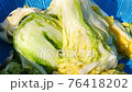washed cabbage for make kimchi. 76418202