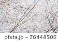Cherry blossoms in full bloom full of screen 76448506