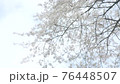 Cherry blossoms in full bloom in the sky background 76448507