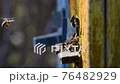 Slow motion of close bees getting inside the small hole of beehive 76482929